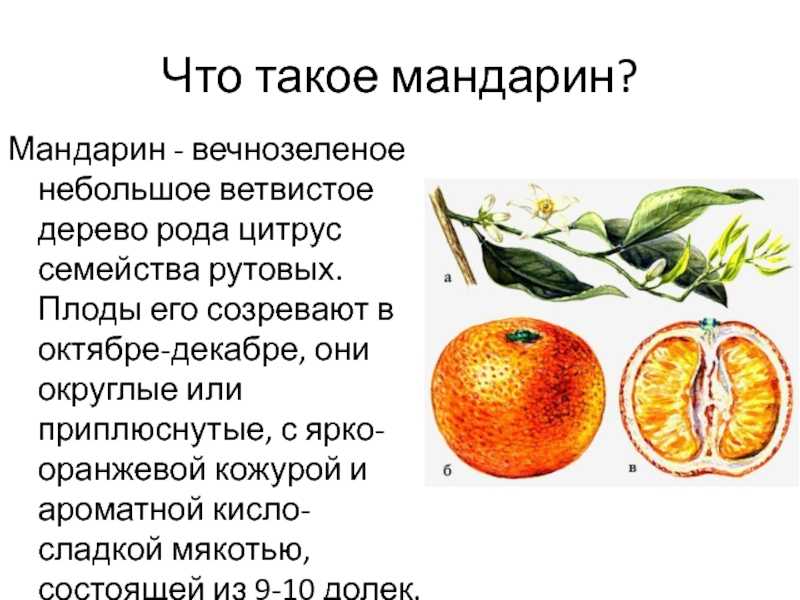 Фрукт апельсин что это, чем полезен апельсин, что из него далают