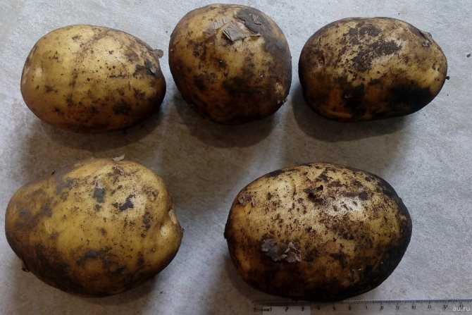 Характеристика картофеля адретта, отзывы