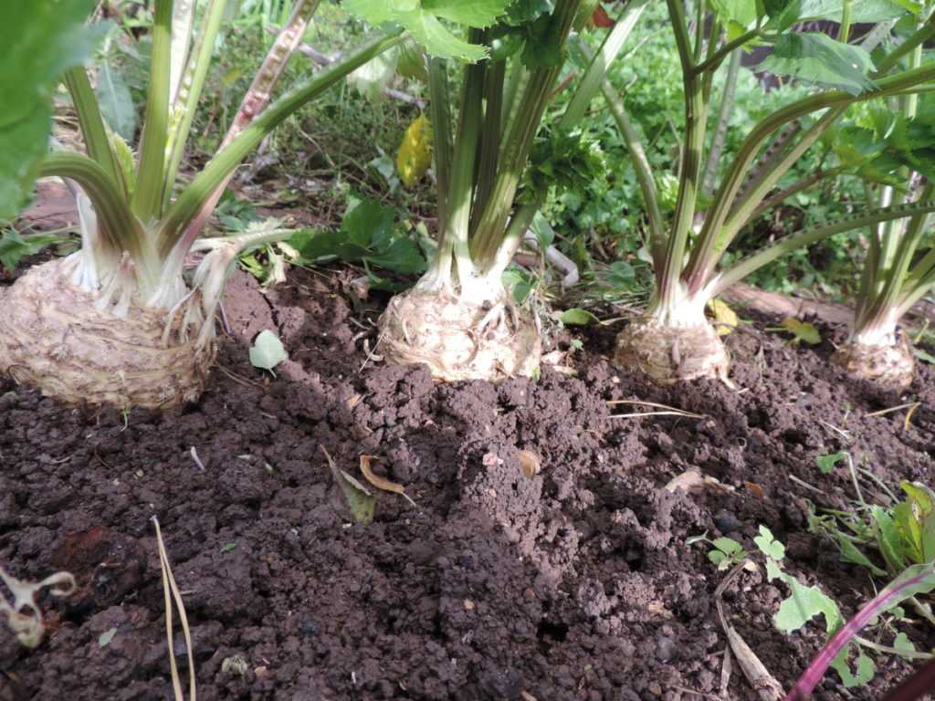 Сельдерей корневой: посадка, выращивание и уход в открытом грунте