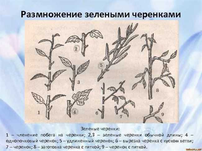 Размножение вишни: выбираем самый удобный способ