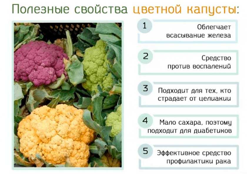 Брокколи и цветная капуста: отличия и сходства, состав, польза и вред, это одно и то же или нет, в чем разница