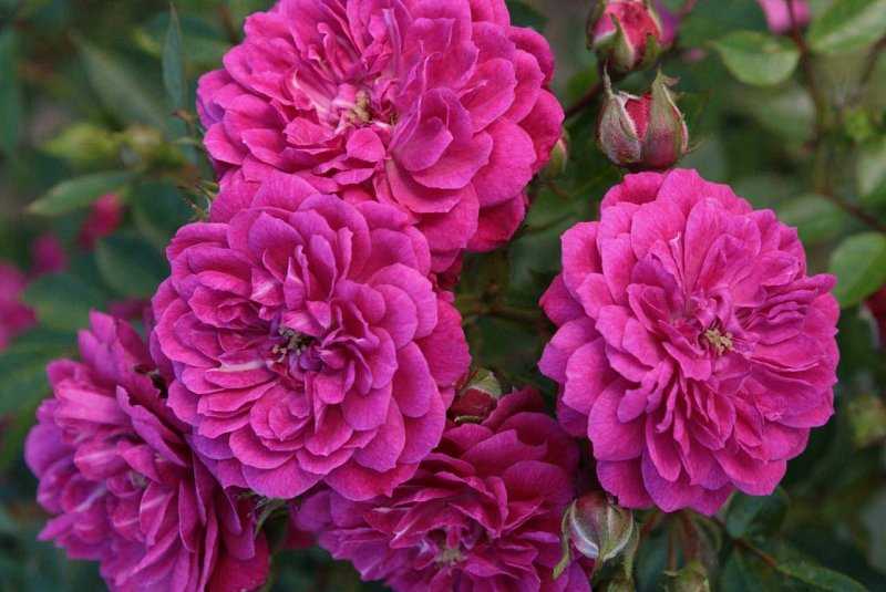 Фиолетовые розы: описание и названия сортов, а также особенности ухода и выращивания