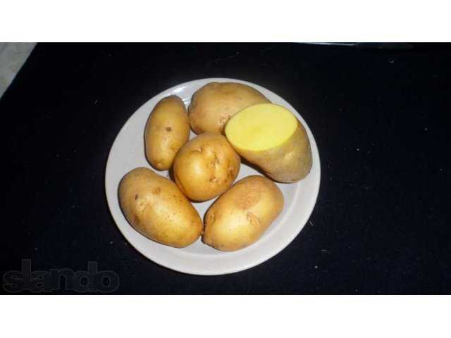 Высокоурожайный сорт картофеля «белый лебедь» с крупными клубнями