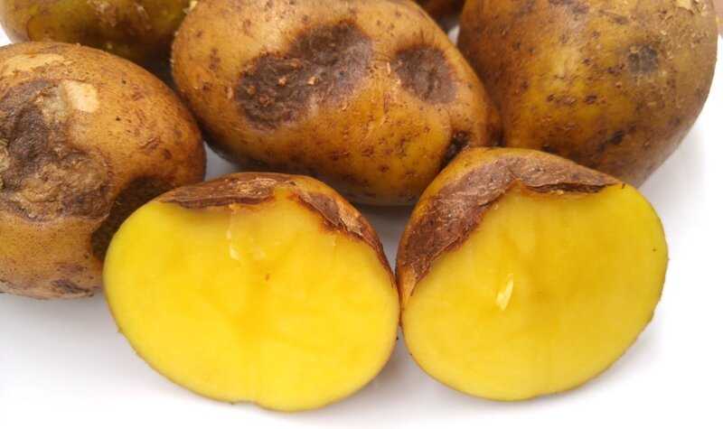 Растрескивание клубней картофеля – причины и способы устранения