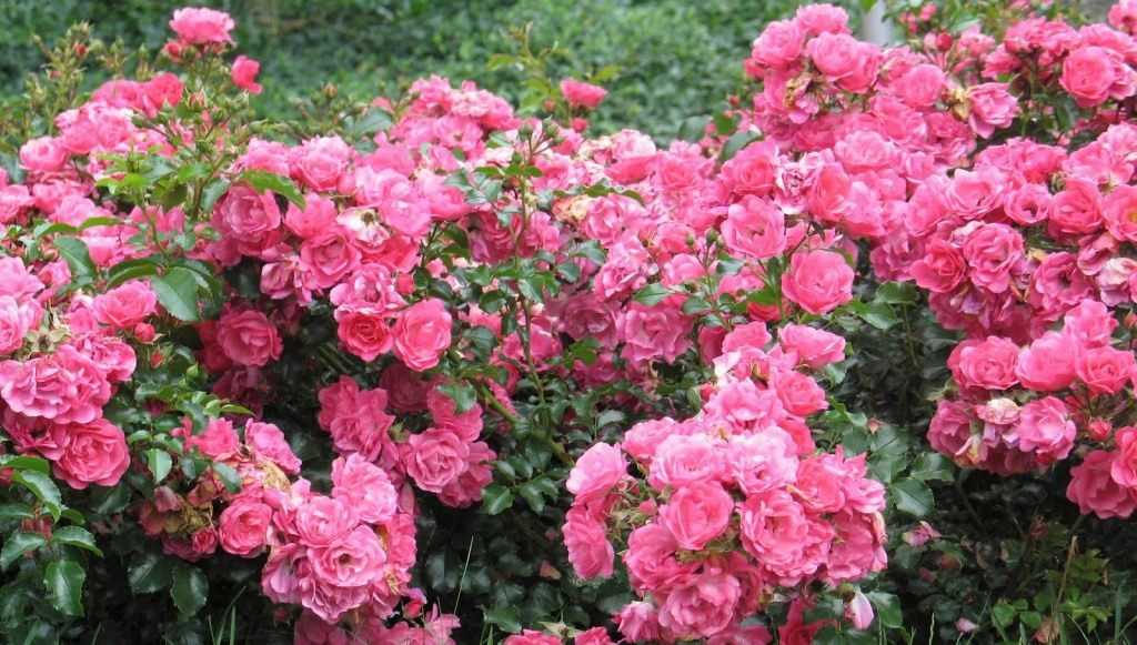 Сорта почвопокровных роз, цветущих все лето