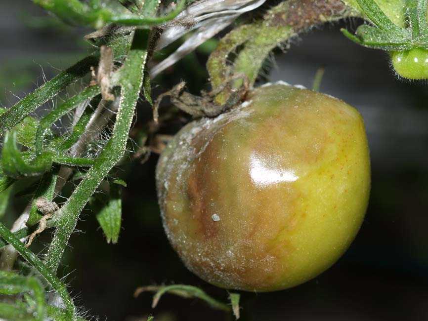 Почему на листьях томатов в теплице появляются желтые пятна? – журнал “совхозик”