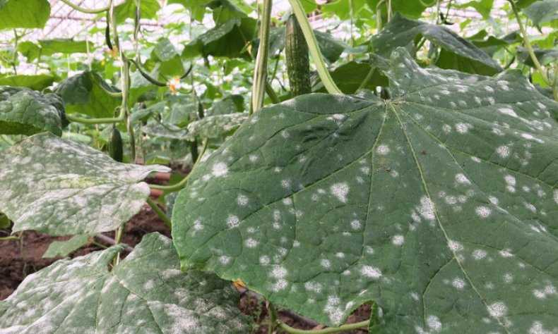 Пероноспороз огурцов: как победить коварный грибок и предотвратить заражение им растений