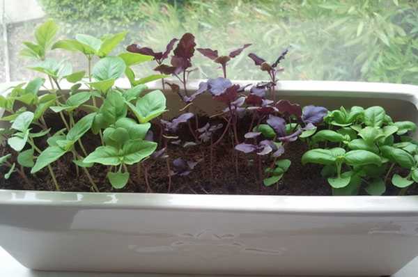 Как вырастить базилик на подоконнике: подготовка и посев, советы бывалых садоводов