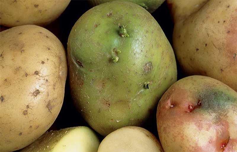 Почему зеленеет картофель при хранении на свету