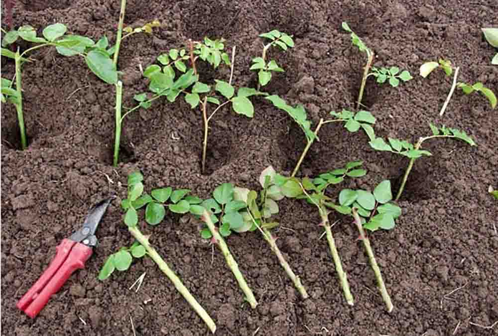 Как прорастить семена для рассады: 6 проверенных способов, чтобы семена взошли на supersadovnik.ru