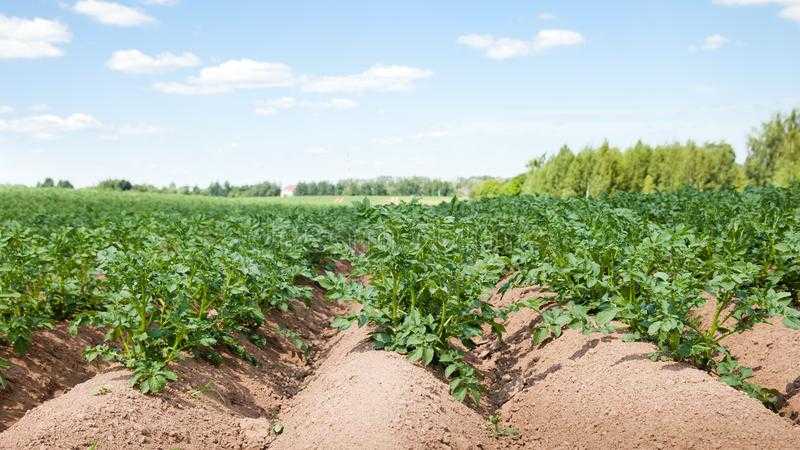Урожайность картофеля с 1 га: как вырастить и увеличить количество на домашнем огороде