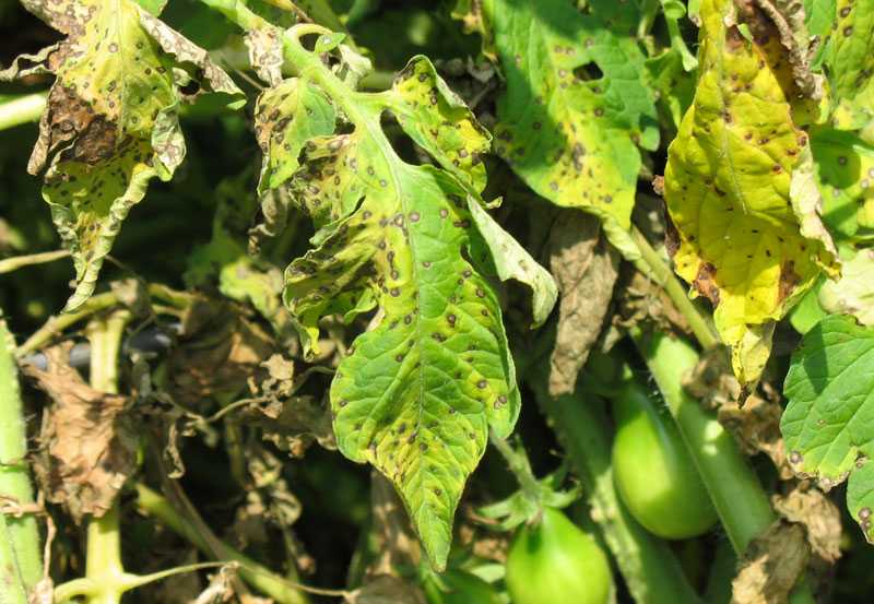 Что делать, если на листьях томатов появились желтые пятна: диагностируем причину и эффективно боремся с ней
