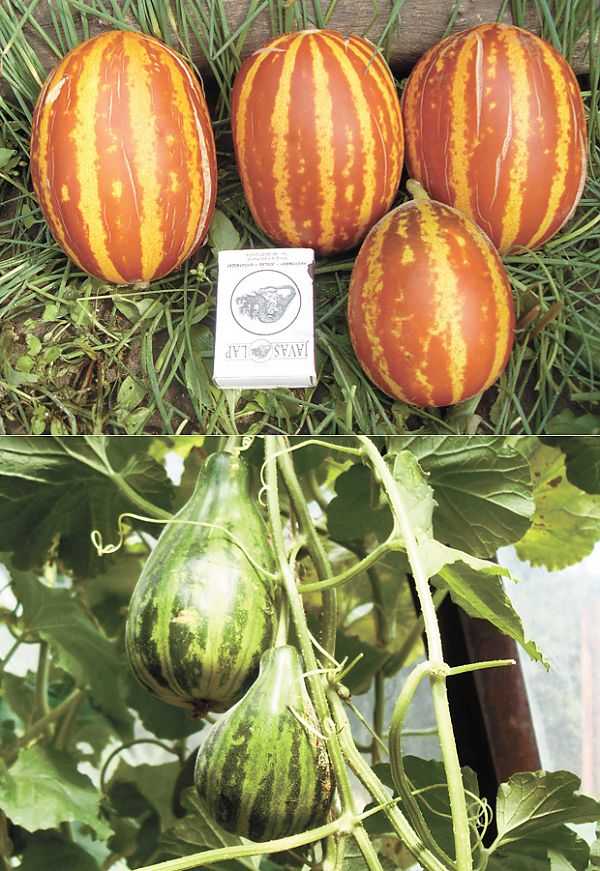 Дыня кассаба (зимняя): описание сорта, фото зеленых и спелых плодов, особенности выбора и выращивания