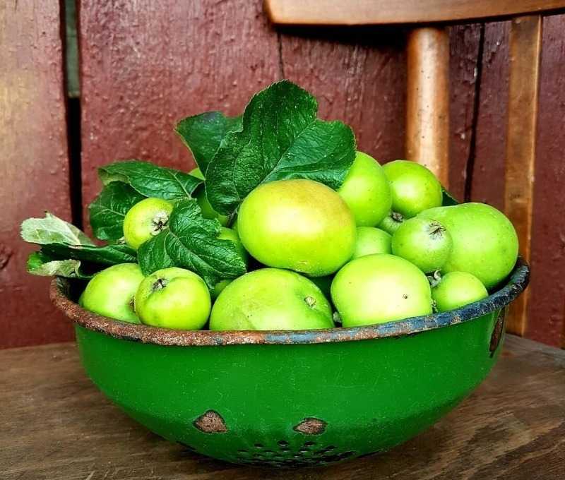 Дозревание сорванных овощей и фруктов в домашних условиях : labuda.blog