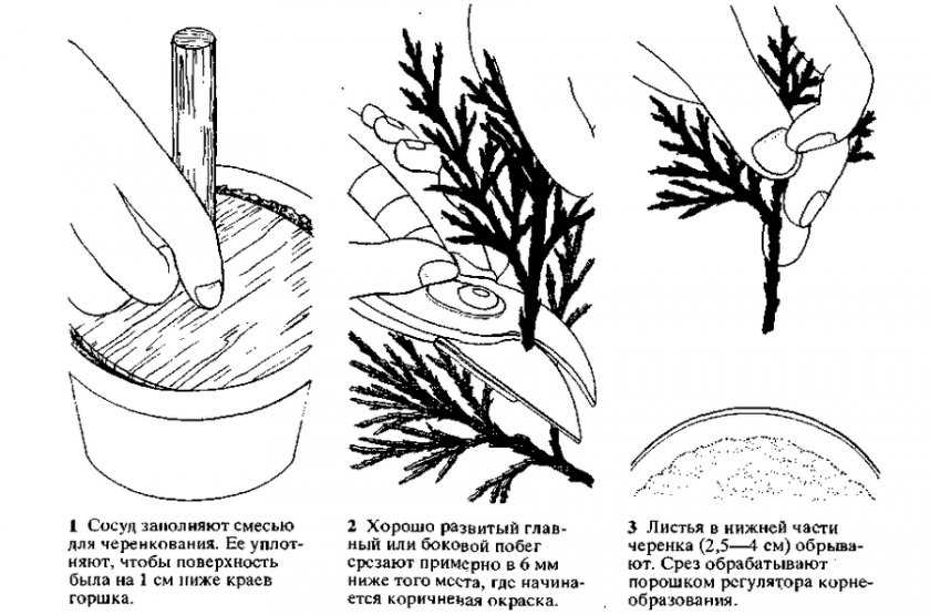 Как размножить гранат в домашних условиях: черенками, семенами, отводками