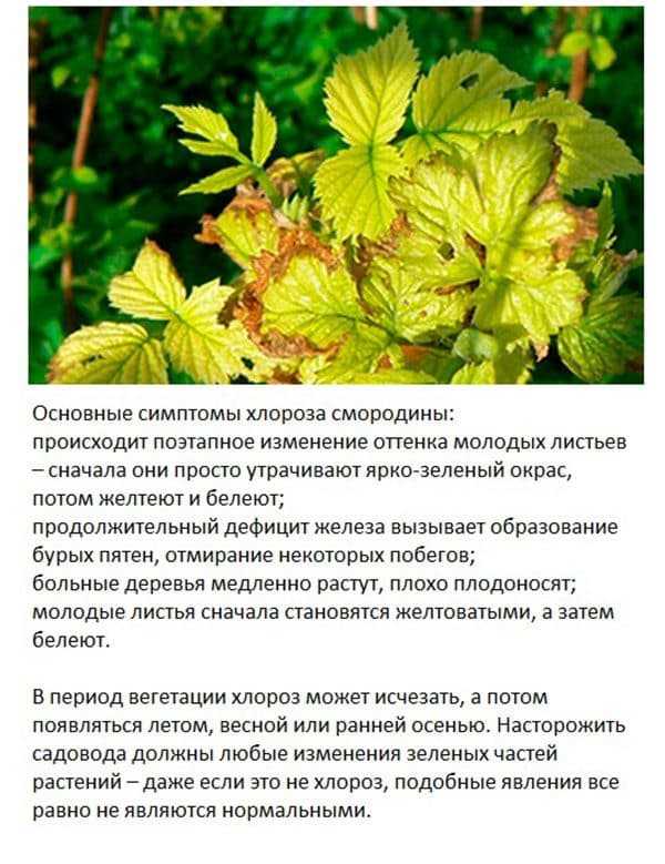 Хлороз растений: причины и лечение, препараты, что нужно делать
