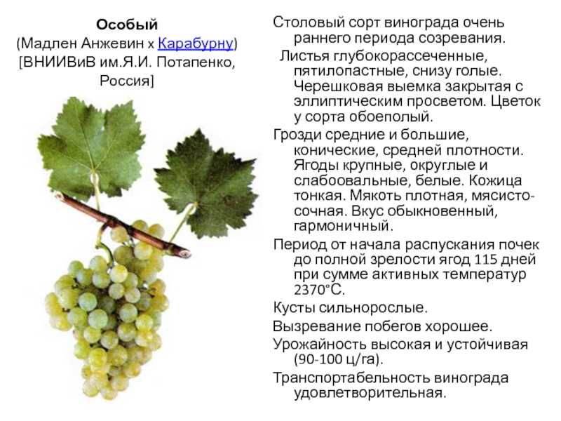 Винные (технические) сорта винограда