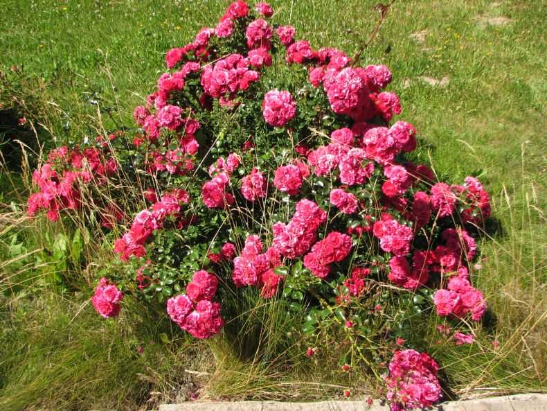 Почвопокровные розы, цветущие все лето: зимостойкие сорта, фото и отзывы
