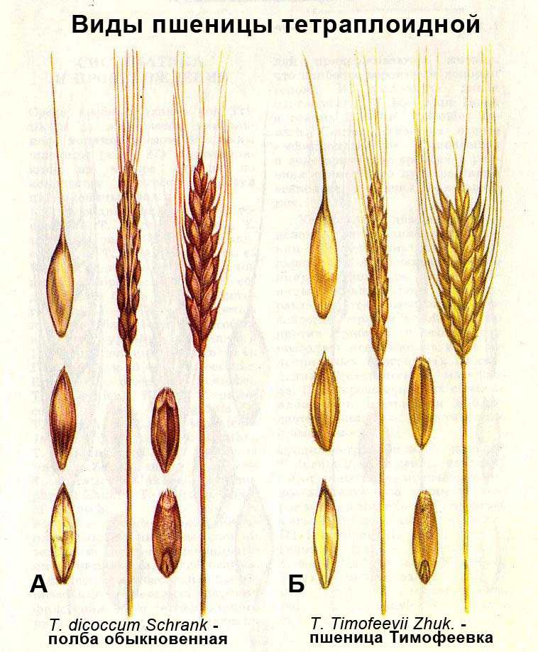 Отличия фуражного зерна и продовольственного, описание и как выглядит