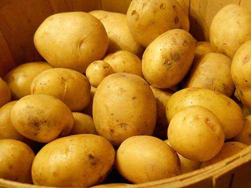 Картофель венета – описание сорта, фото, отзывы