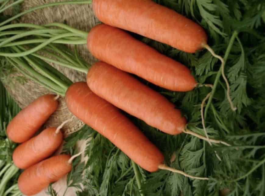 Ранние сорта моркови: топ-11 сортов и их описание, выращивание и уход в открытом грунте, фото
