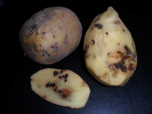 Железистая пятнистость картофеля причины профилактика видео