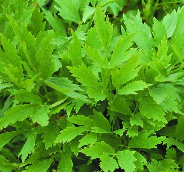 Как выглядит сельдерей многолетний листовой и его корень, что это такое - овощ или зелень, какой бывает, любисток - одно и то же или нет, а также все виды и сорта