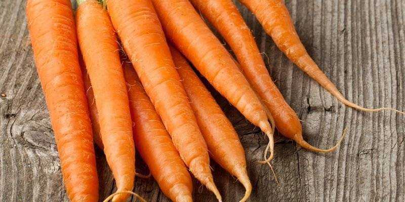 ✅ морковь сорта болеро f1: характеристика и описание, особенности посева и ухода в открытом грунте, фото - tehnoyug.com