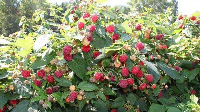 Сладкая ягода малина до заморозков - ремонтантная малина - ягодные культуры - смолдача - портал дачников, садоводов и любителей загородной жизни