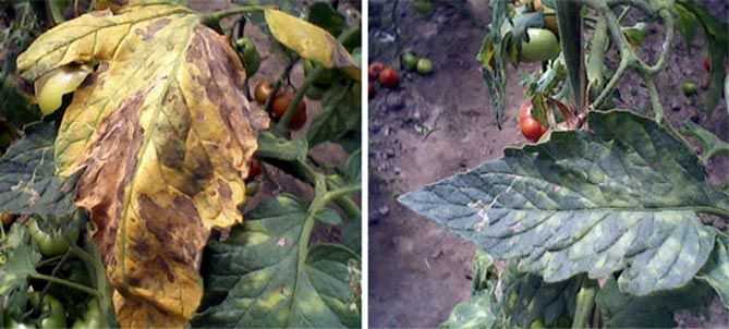 Распространенные болезни помидоров в теплице и борьба с ними (с фотографиями)