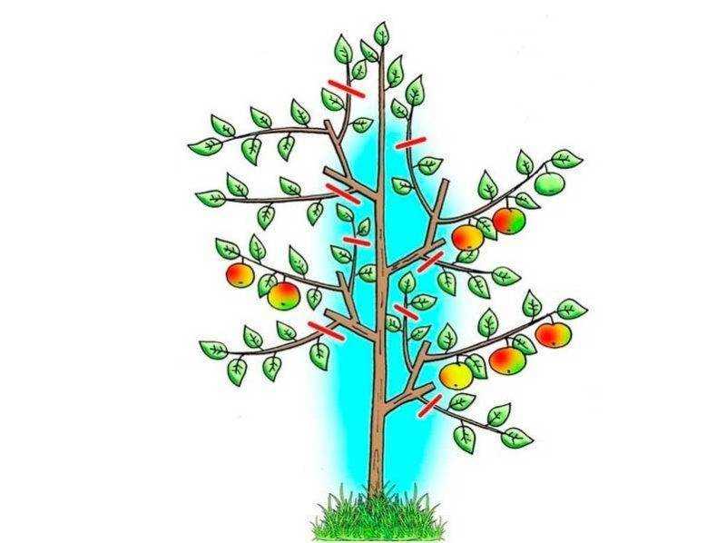 Обрезка молодых яблонь весной и осенью: инструкция для начинающих садоводов