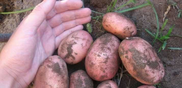 Картофель лилея: описание сорта, характеристика, урожайность, отзывы, фото