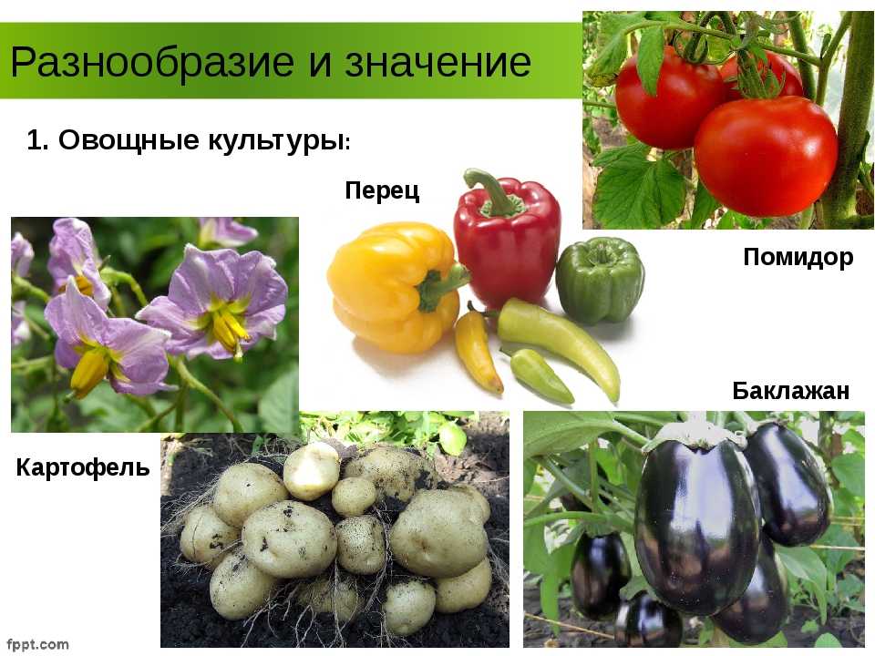 Все о баклажанах: это ягода или овощ, как выглядит, какие имеет сорта, полезен ли и другие нюансы
