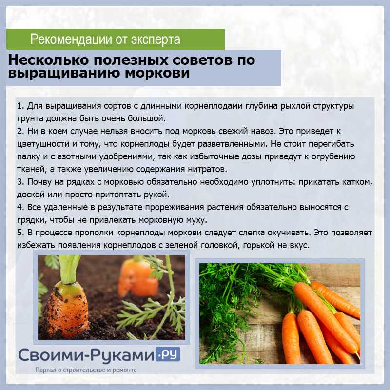 Высокоурожайный гибрид моркови болтекс с отменным вкусом