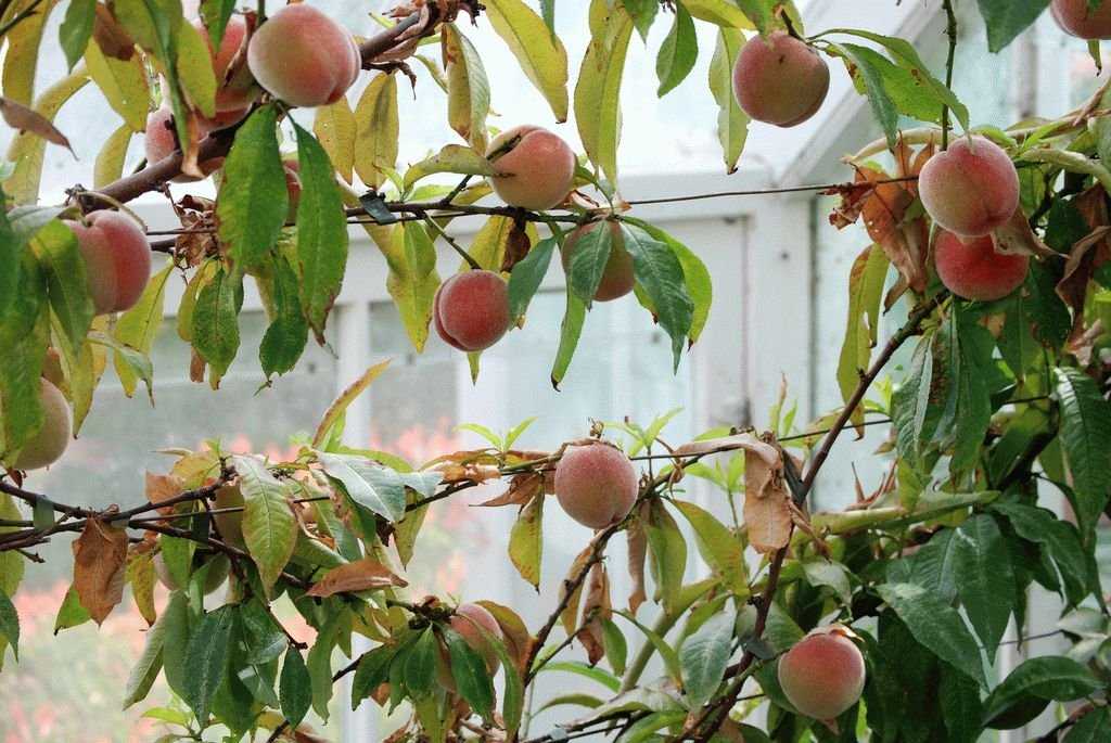 Как вырастить абрикос из косточки – пошаговая инструкция