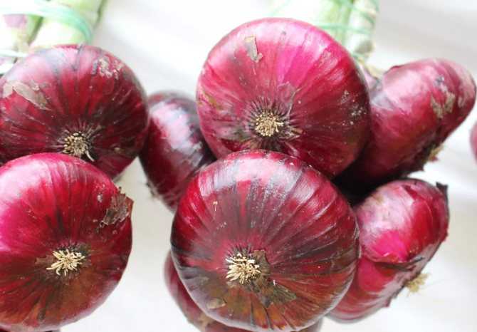 Сладкий красный ялтинский лук: характеристика, полезные свойства, выращивание самостоятельно на участке