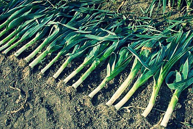 Можно ли лук порей оставить в земле на зиму: стоит ли это делать, как и когда собирать и хранить урожай