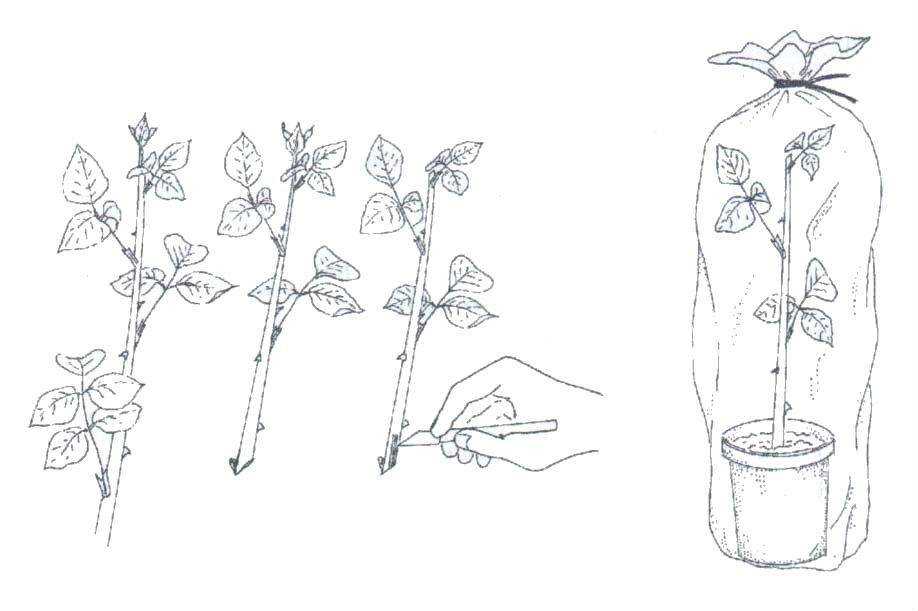 Черенкование роз осенью – разные проверенные способы для успешного размножения цветов