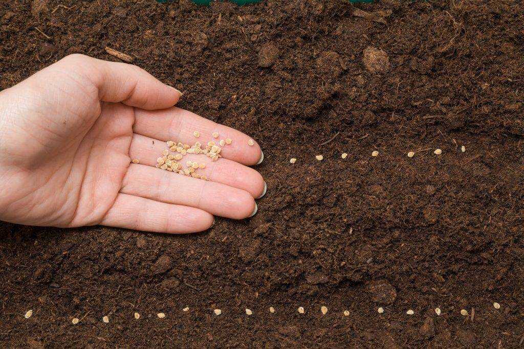 Как вырастить тыкву в открытом грунте семенами и через рассаду