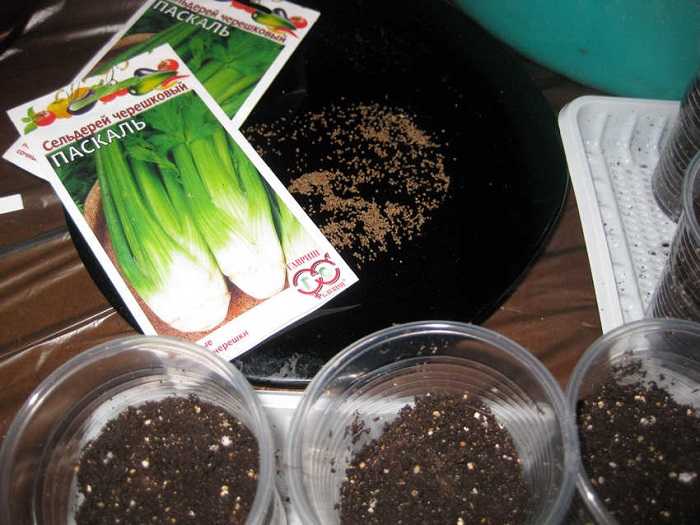 Корневой сельдерей: особенности посева семян, уход за рассадой, посадка и выращивание в открытом грунте