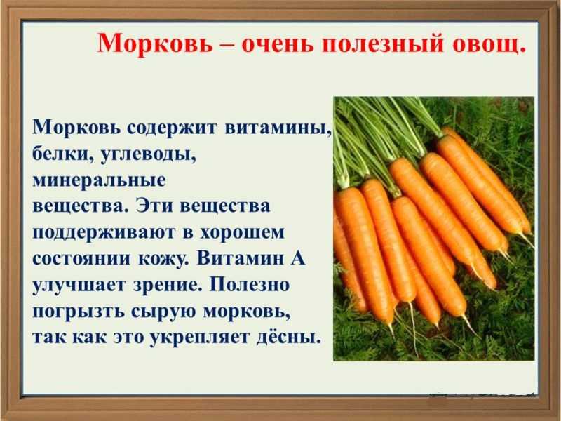 Черная морковь что это такое ее польза и применение в кулинарии