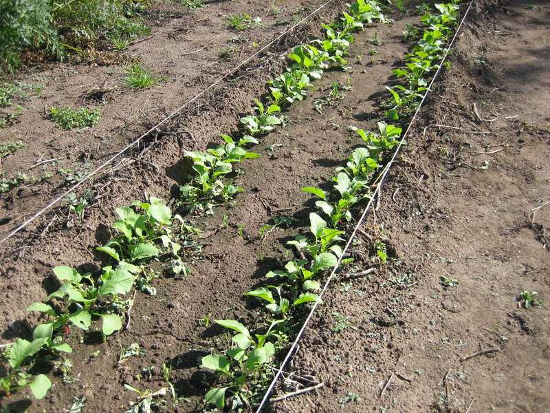 Расскажем, как сажать редис в открытый грунт семенами: сроки посадки летом и весной, с чем по соседству посадить редиску, как сеять правильно