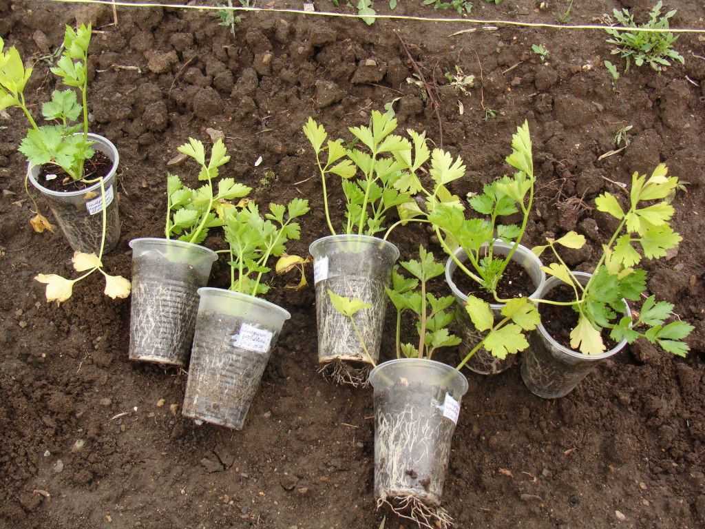 Выращивание корневого сельдерея: посадка и уход в открытом грунте, лучшие сорта, фото, отзывы