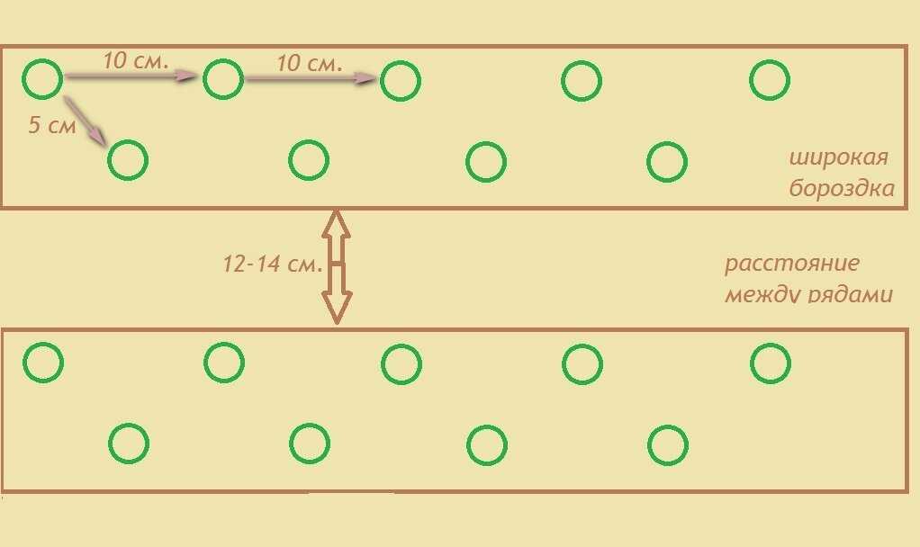 Какое расстояние между луком. Лук севок схема посадки.