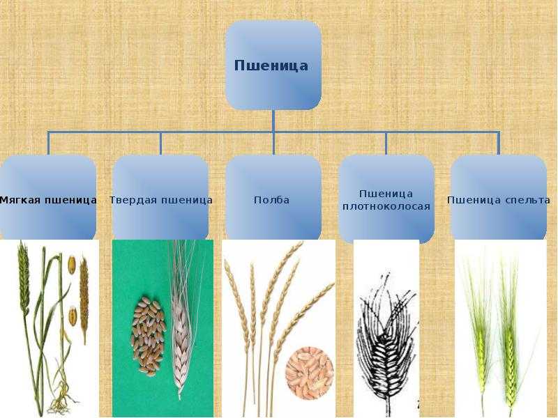 Пшеница мягкая: отличия от твердой и лучшие сорта, противопоказания