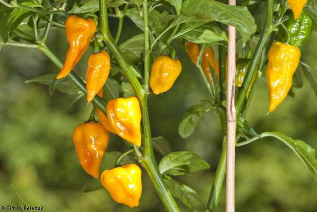 Перец хабанеро (habanero pepper): сорта с фото и описанием, отзывы, выращивание