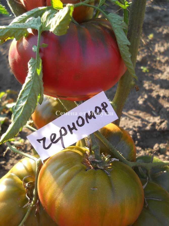 Характеристика сорта томата спецназ, отзывы дачников - всё про сады