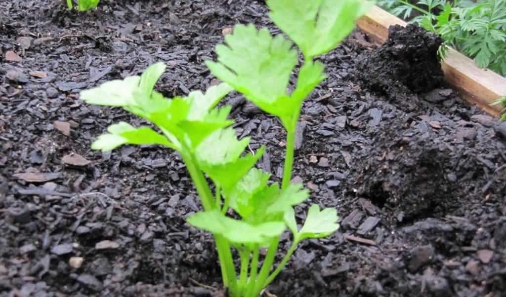 Сельдерей из семян: как сажать и вырастить в домашних условиях, особенности ухода
