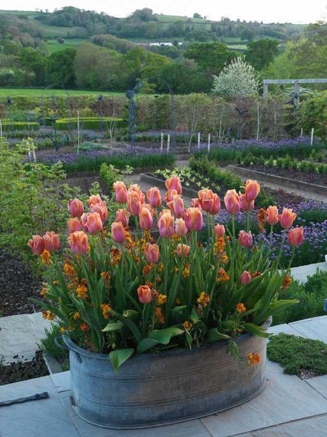 Как посадить тюльпаны дома в горшке