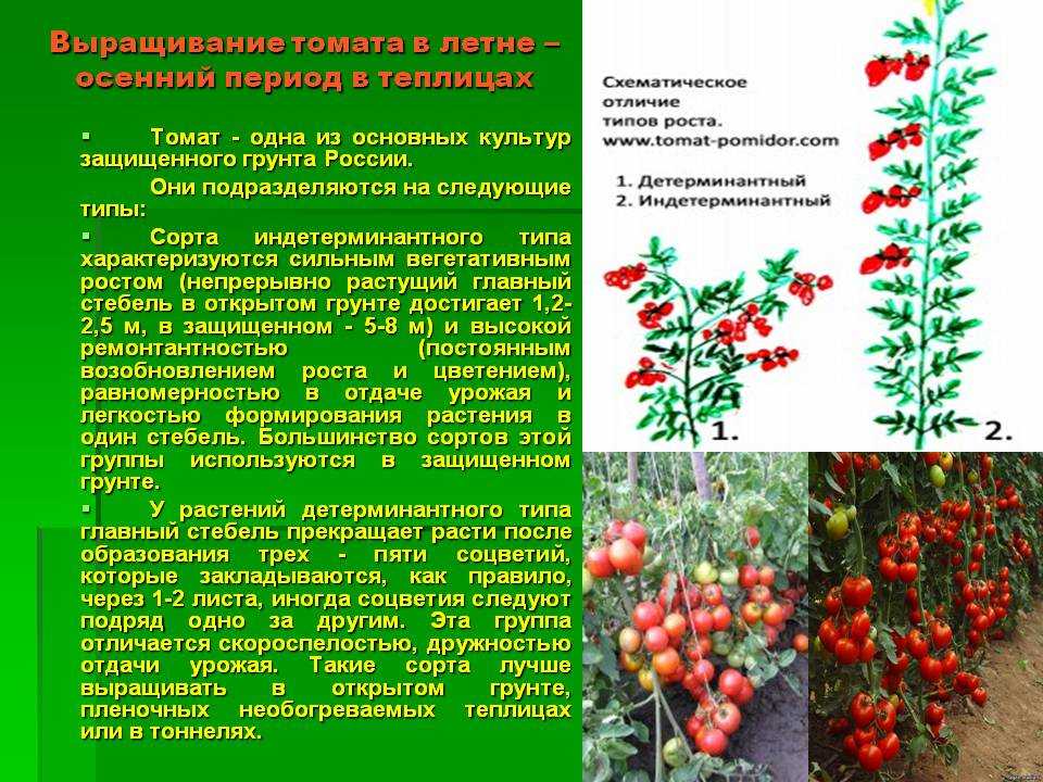 Детерминантные томаты что это. Индетерминантный томат высота куста. Детерминантные томаты куст. Томаты штамбовые детерминантные. Томаты индетерминантные урожайные сорта.